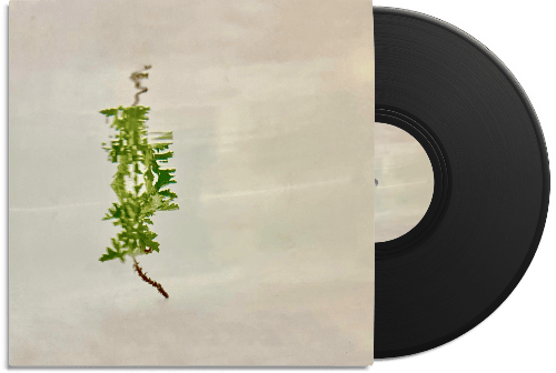 Like Ivy, We Will Grow